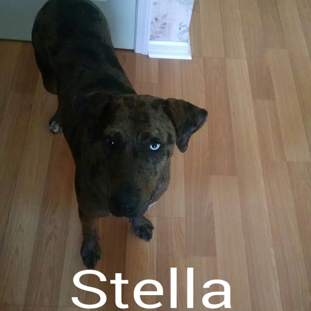 13914054_10207067721993443_6155480350024406585_o